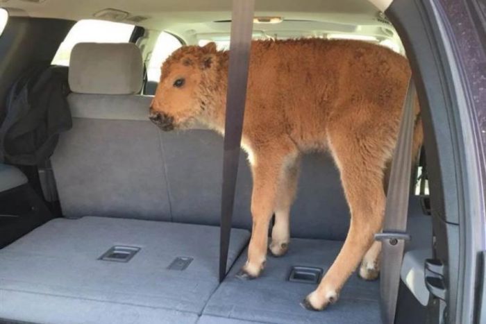 A baby bison was scooped up by two worried park-goers.