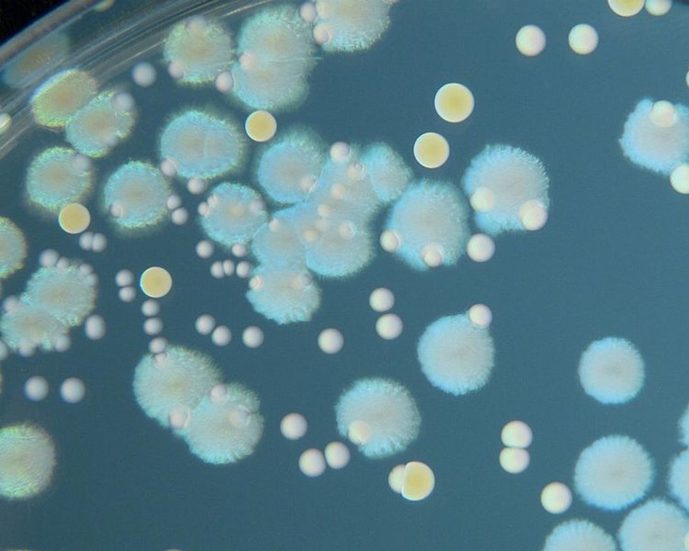 Pseudomonas aeruginosa, Enterococcus faecalis and Staphylococcus aureus on Tryptic Soy Agar. Credit: Wikimedia User HansN