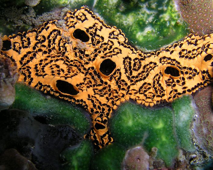 Botryllus schlosseri (golden star ascidian)
