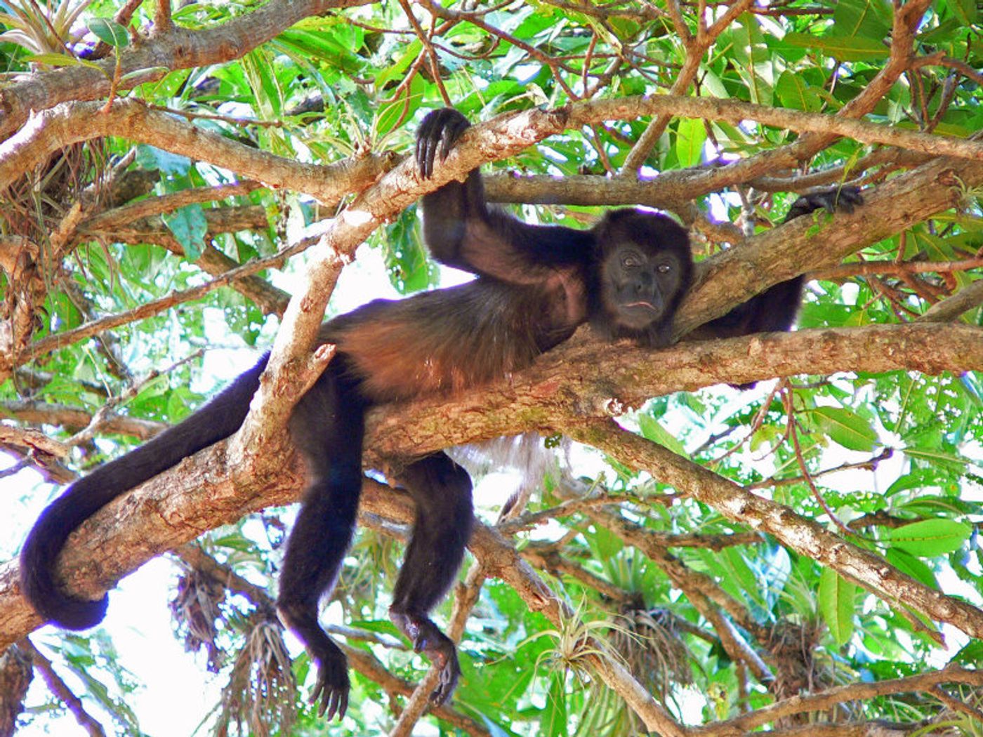 A mantled howler monkey