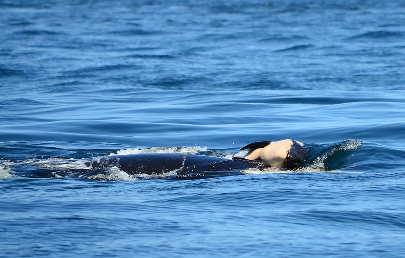 An orca swims with her deceased calf in the Pacific Ocean.