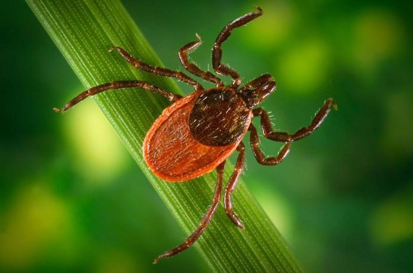 The blacklegged ticks, Ixodes pacificus (seen here), and I. scapularis, transmit Borrelia burgdorferi, the pathogen that causes Lyme disease.  / Credit: CDC/ James Gathany; William L. Nicholson, Ph.D. / Photo Credit: James Gathany