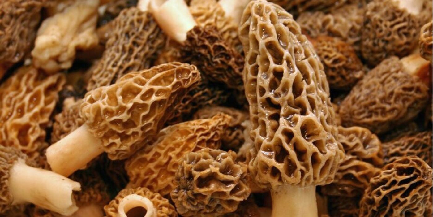 Pan-fried Morel Mushrooms