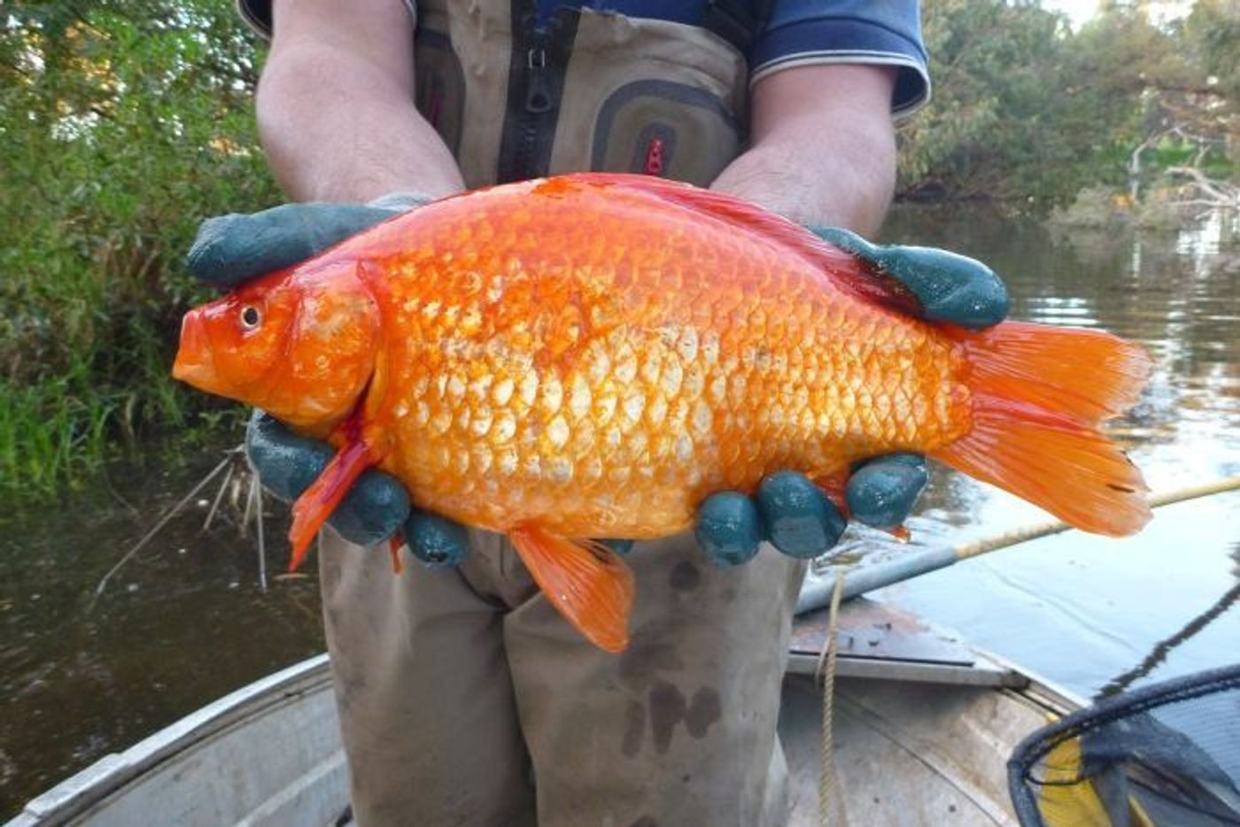 A dumped goldfish sample is held up by researchers.