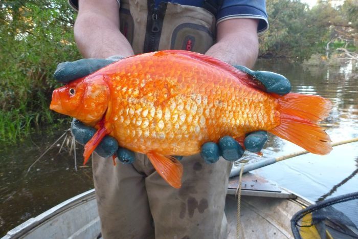A dumped goldfish sample is held up by researchers.