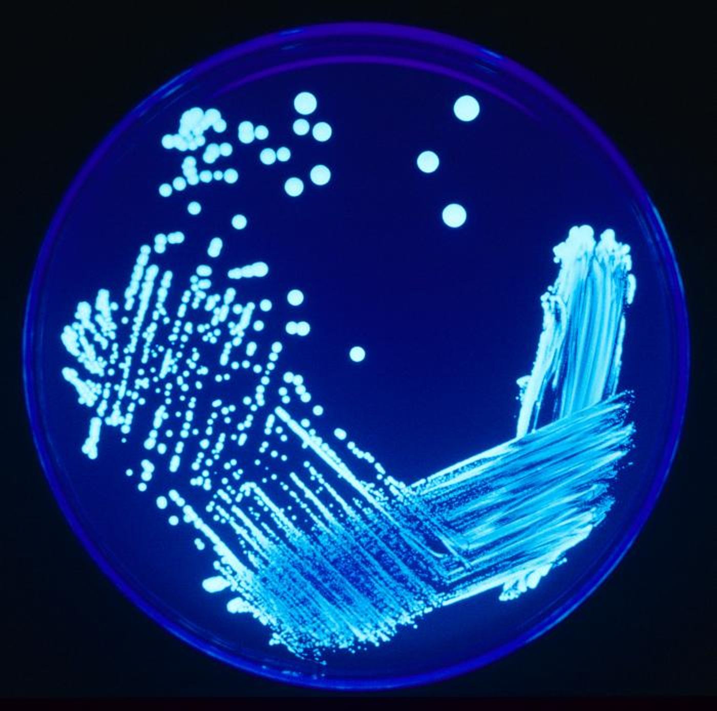 Bacteria groing on an agar plate / Credit: CDC / James Gathany