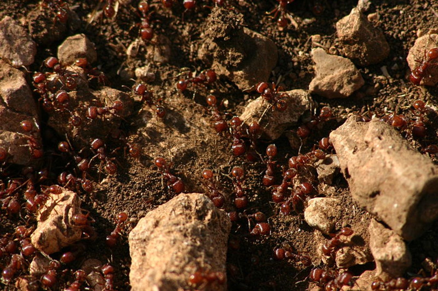 Fire ants (Solenopsis invicta) on the hill-top of West Trail, Lost Maples State Natural Area, Texas. Credit: Wing-Chi Poon