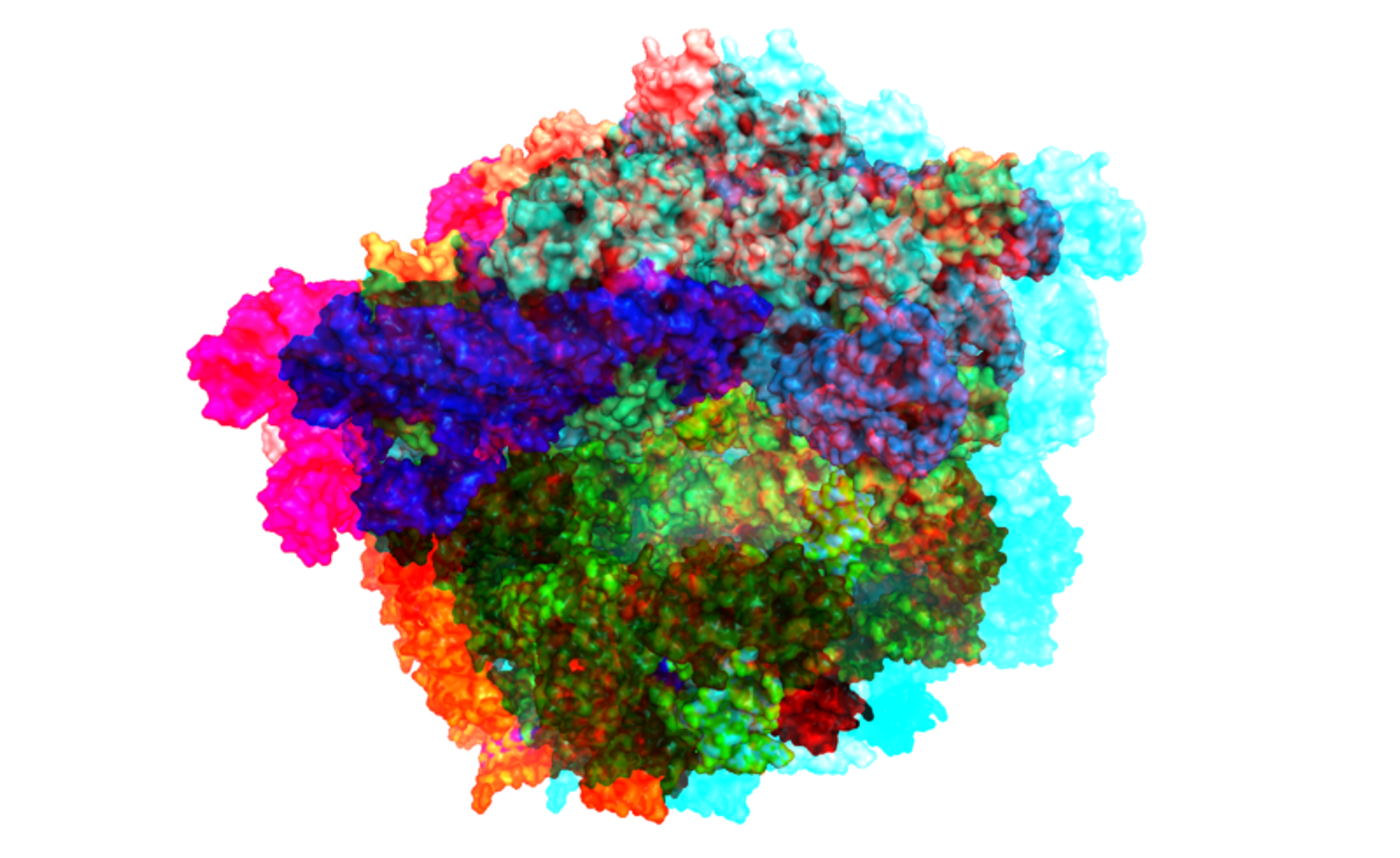Anaglyph image of the ribosome. / Credit: Jason Vertrees