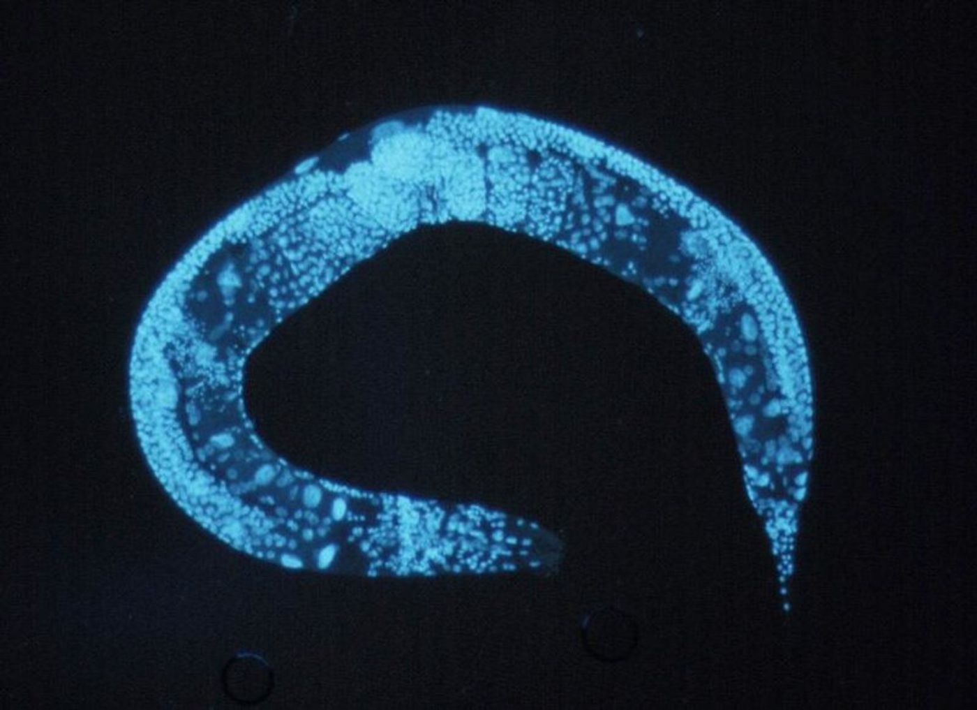 C. elegans / Credit:  National Institutes of Health
