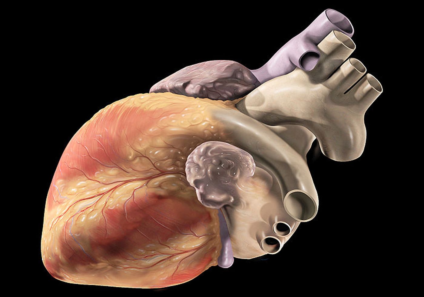 External anatomy of the normal human heart, oblique view of left heart structures. Credit: Patrick J. Lynch