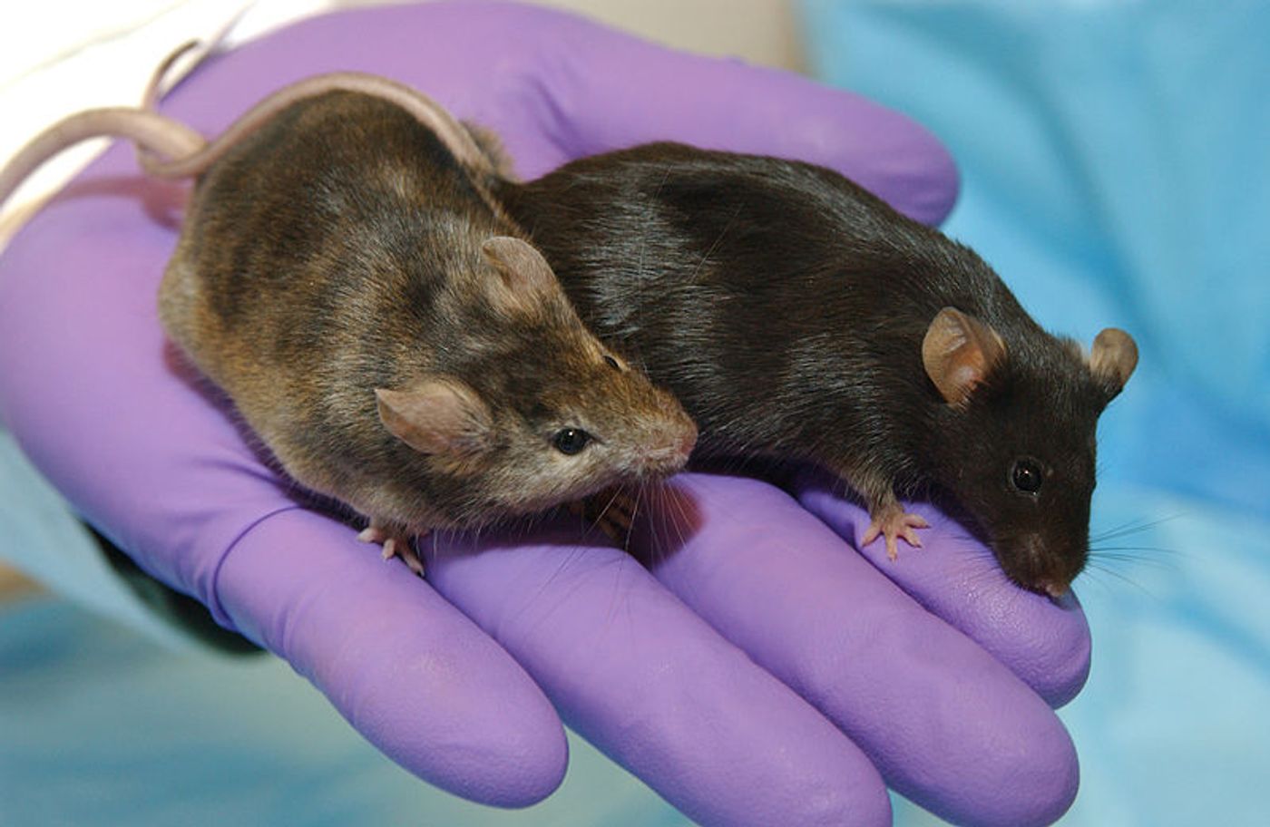 A laboratory mouse in which a gene affecting hair growth has been knocked out (left), is shown next to a normal lab mouse. / Credit: Maggie Bartlett, NHGRI.