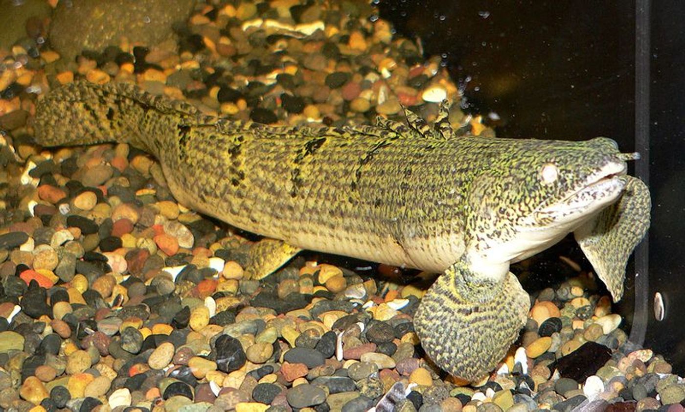 A Polypterus weeksii (mottled bichir) at the Steinhart Aquarium in San Francisco / Credit: Wikimedia Commons CC3.0 Stan Shebs