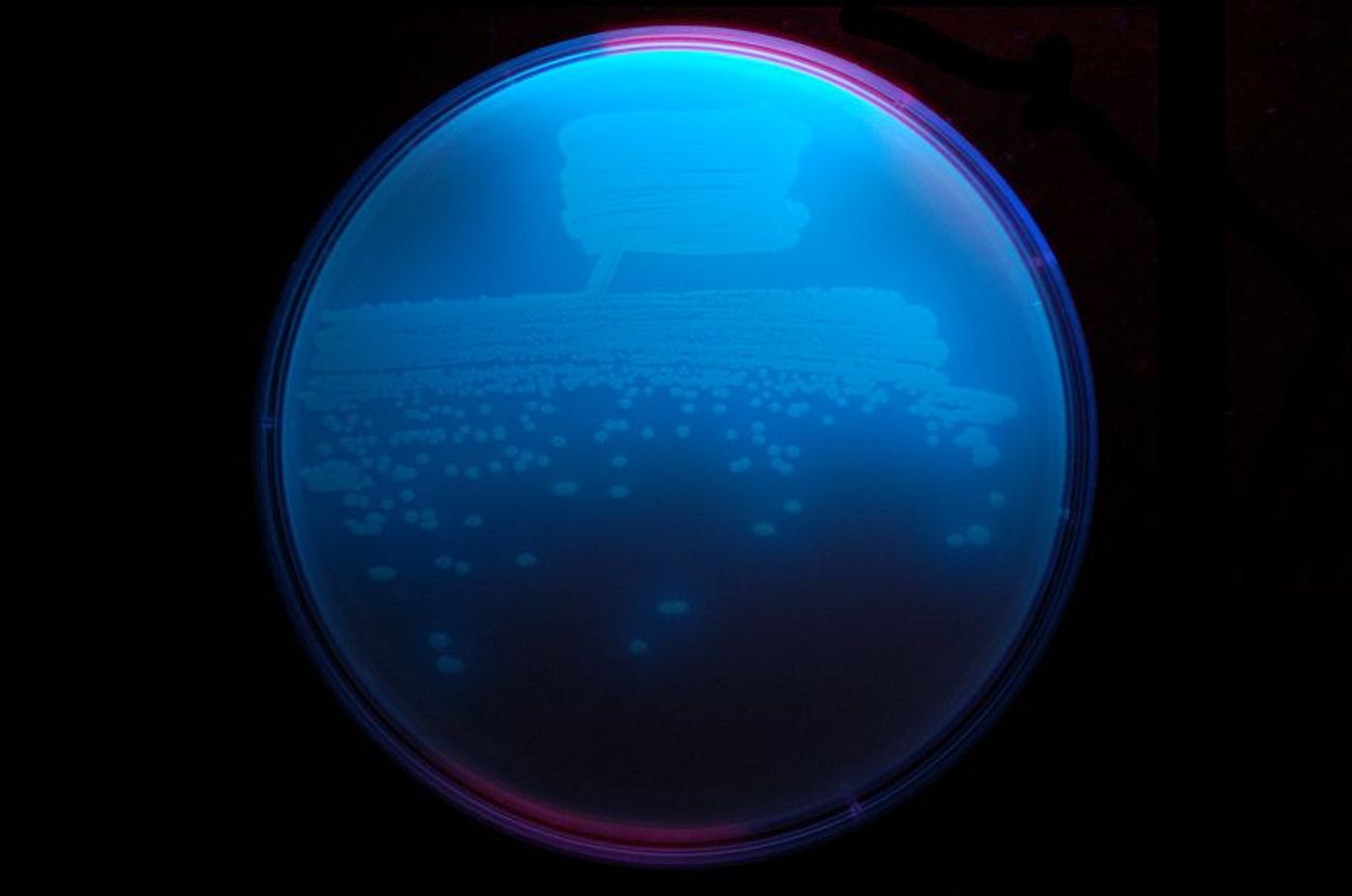 The bacterium Pseudomonas fluorescens streaked to single colonies on Tryptone-Yeast Extract (TY) agar and visualized under ultraviolet light. / Credit: Wikipedia/Ninjatacoshell
