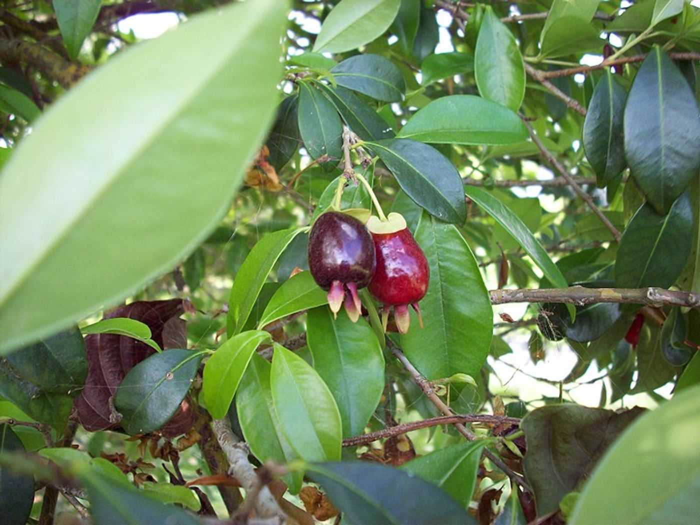  E. involucrata, called cereja-do-rio-grande, "cherry of the Rio Grande." Source: Wikimedia/Flickr