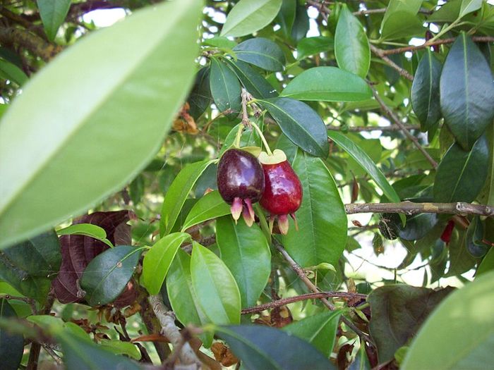  E. involucrata, called cereja-do-rio-grande, "cherry of the Rio Grande." Source: Wikimedia/Flickr