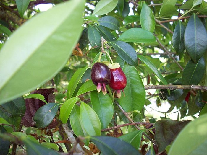 fruit trees in the tropical rainforest