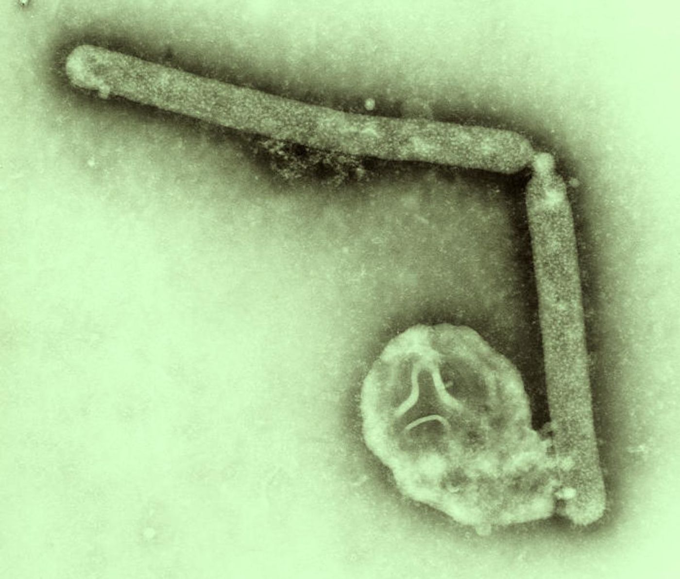 Transmission electron microscopic image of two Influenza A (H5N1) virions, a type of bird flu virus / Credit: CDC/ Cynthia Goldsmith; Jackie Katz