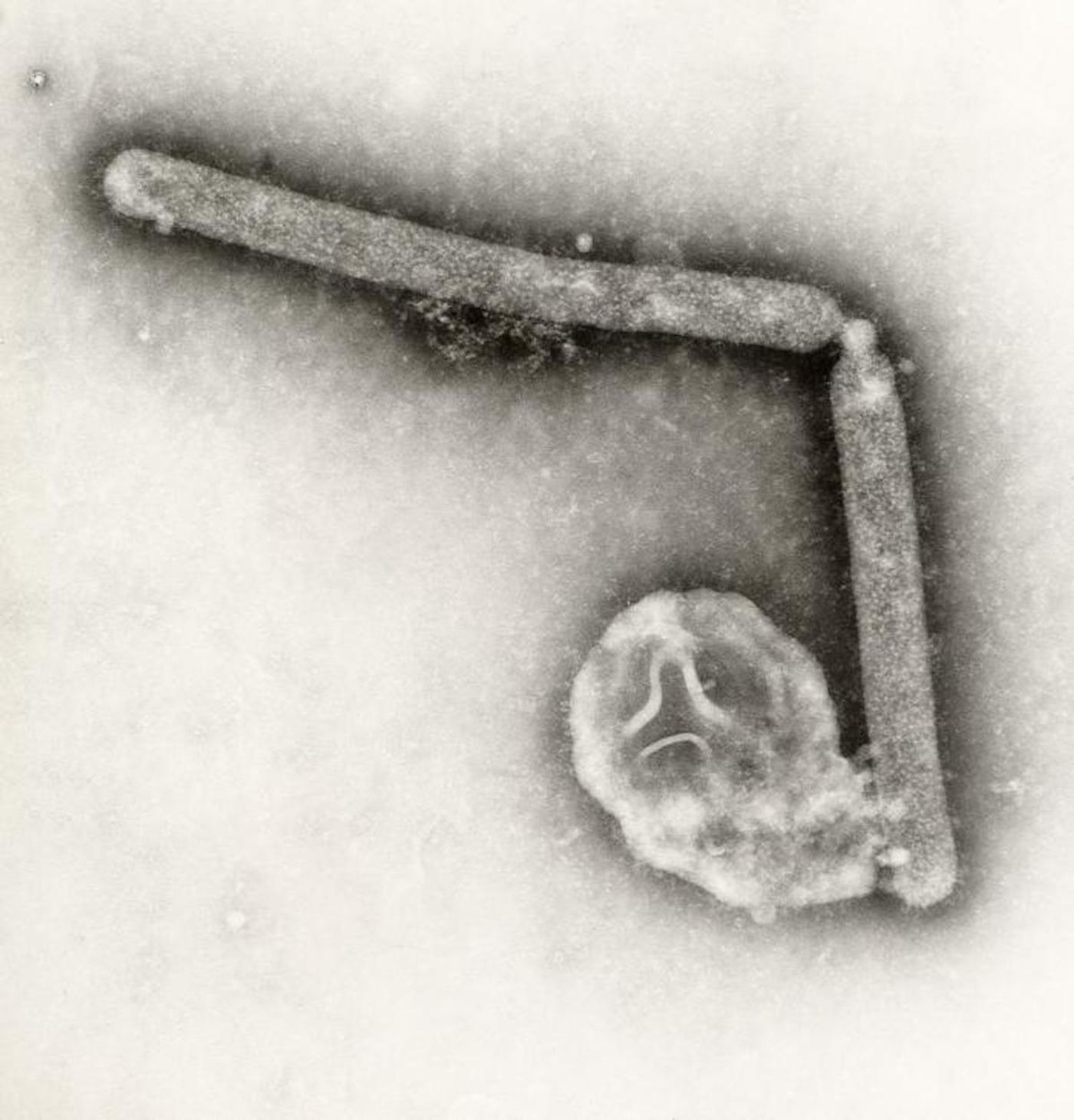 Transmission electron microscopic image of two Influenza A (H5N1) virions / Credit: CDC/ Cynthia Goldsmith; Jackie Katz