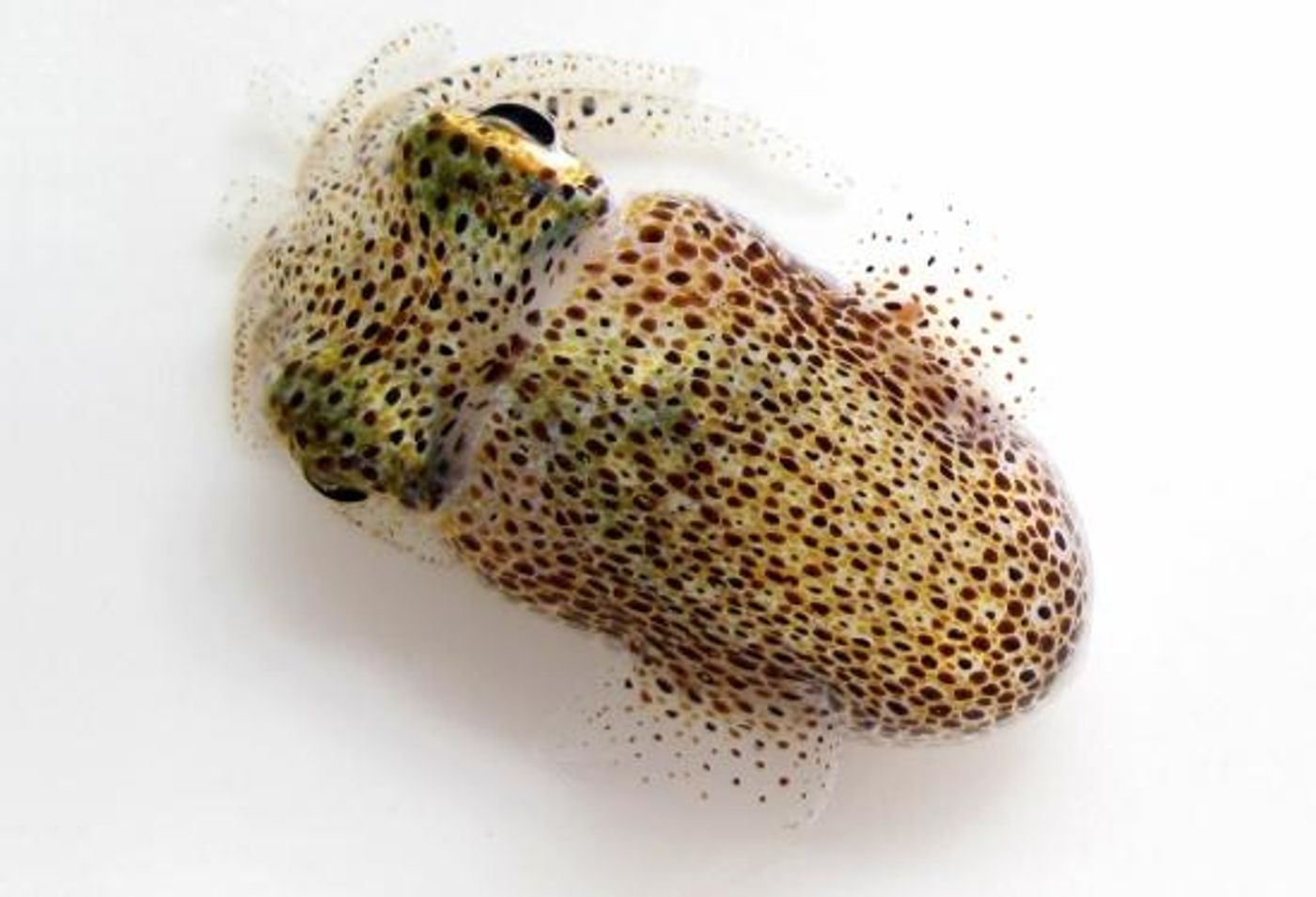 A Hawaiian bobtail squid (Euprymna scolopes).  / Credit: UCSB / Sabrina Pankey