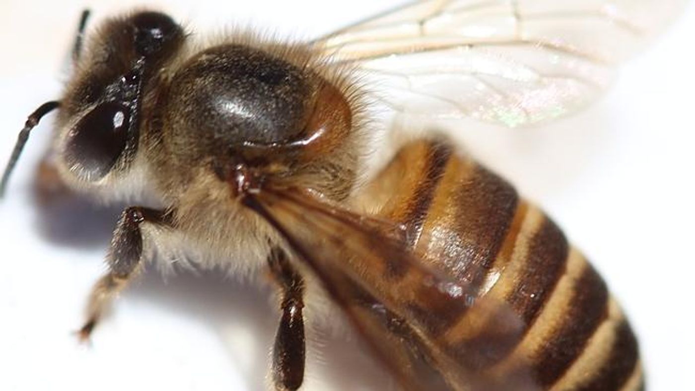 The Africanized killer bee has been spotted in California's Bay Area.