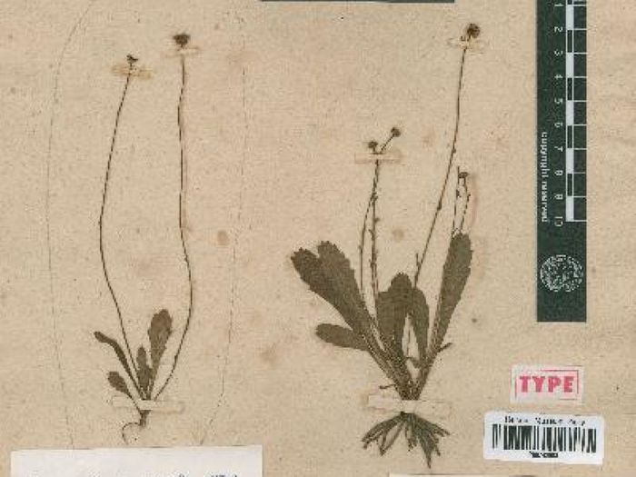 If the preserved daisy samples had survived, they would have looked similar to this preserved specimen.