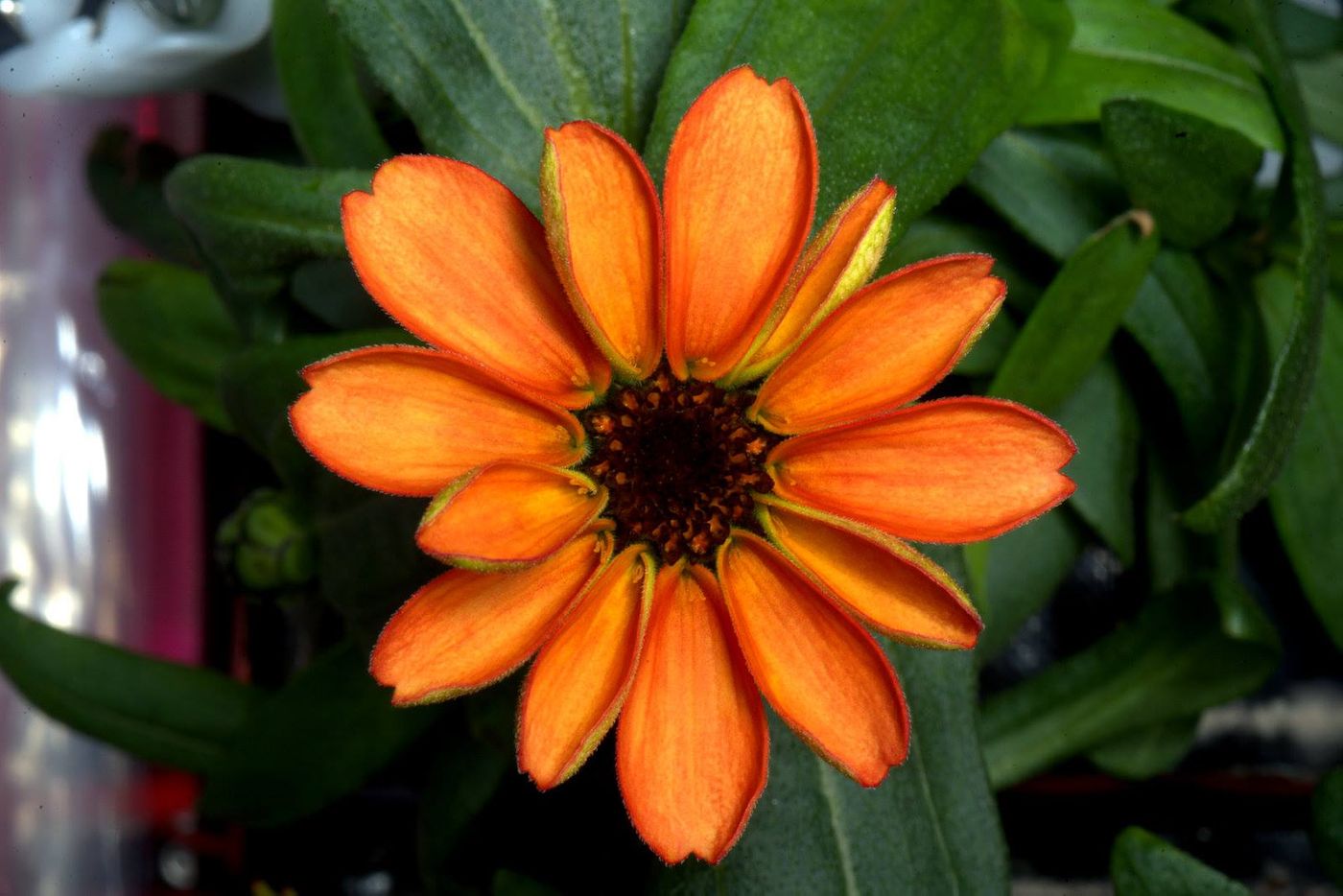 Scott Kelly shared this photo of an orange zinnia flower growing aboard the ISS.