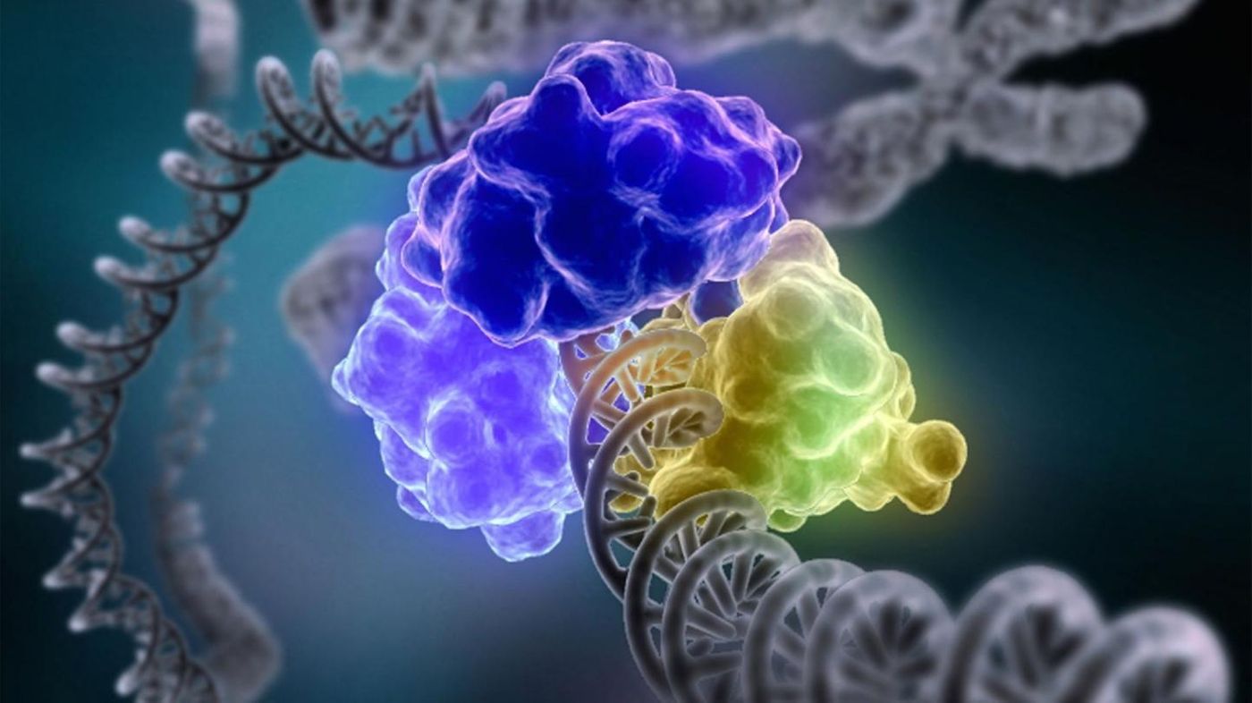 DNA repair is shown. / Credit: Courtesy of Tom Ellenberger, Washington University School of Medicine in St. Louis