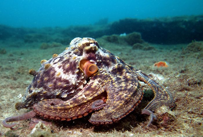 Octopus tetricus is the species used in the research to learn more about the color changes.