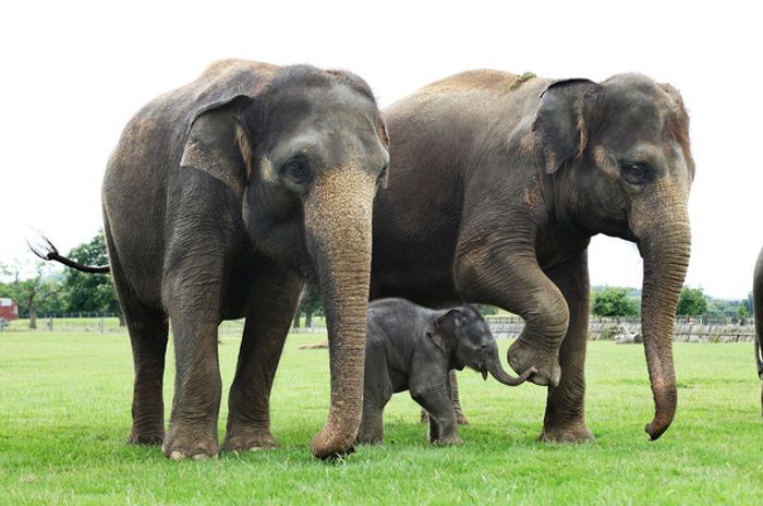 Has Poaching Led To Elephants Being Born Without Tusks Plants And Animals