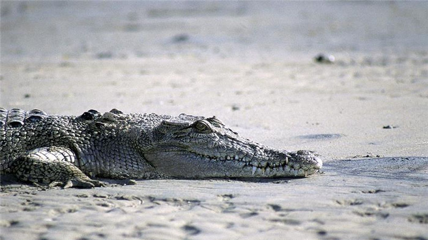 A crocodile has reportedly claimed a woman's life in Australia after she has went swimming despite warning signs saying not to.