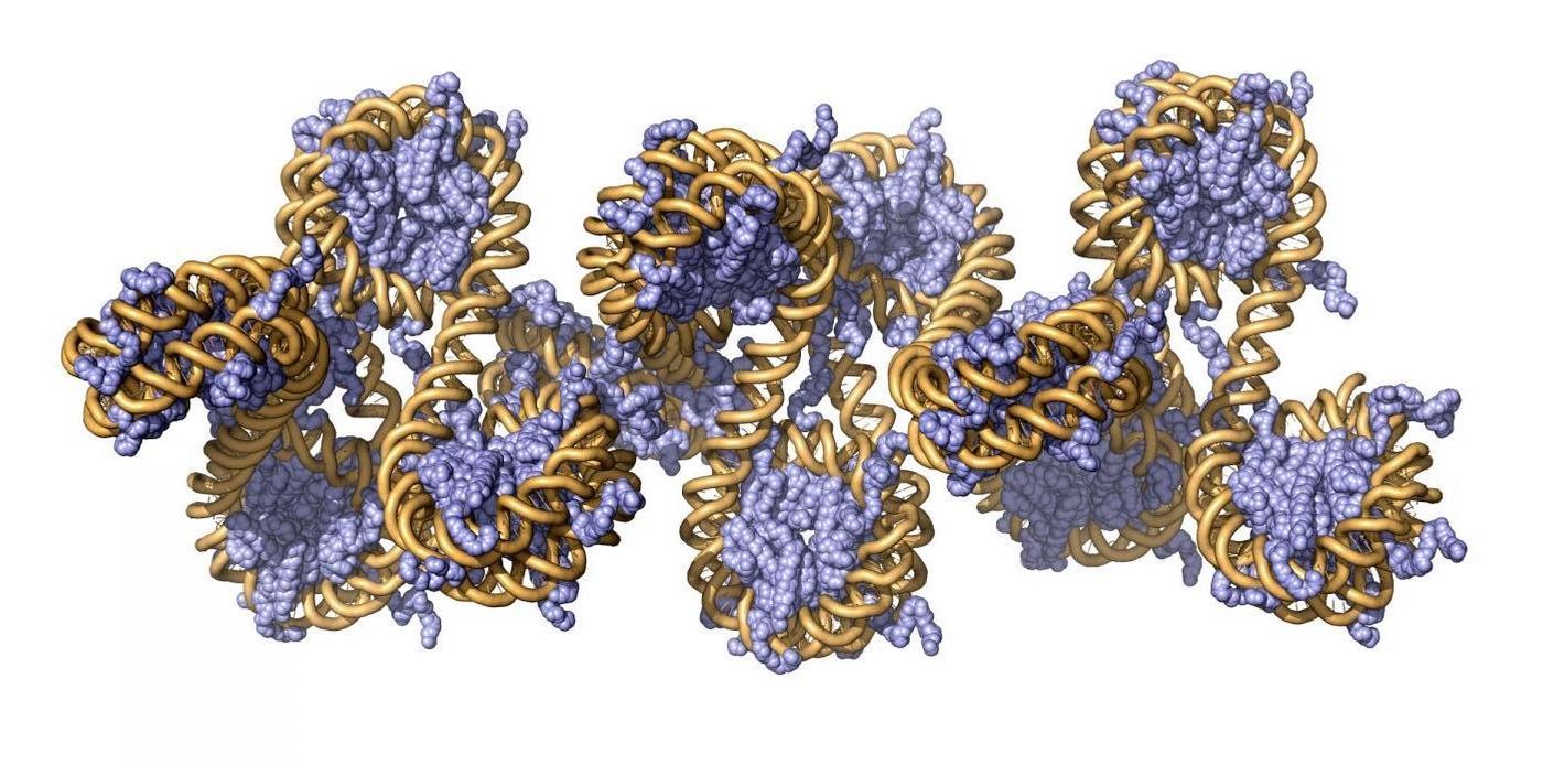 This is a 3-D model of chromatin. / Credit: Beat Fierze/EPFL