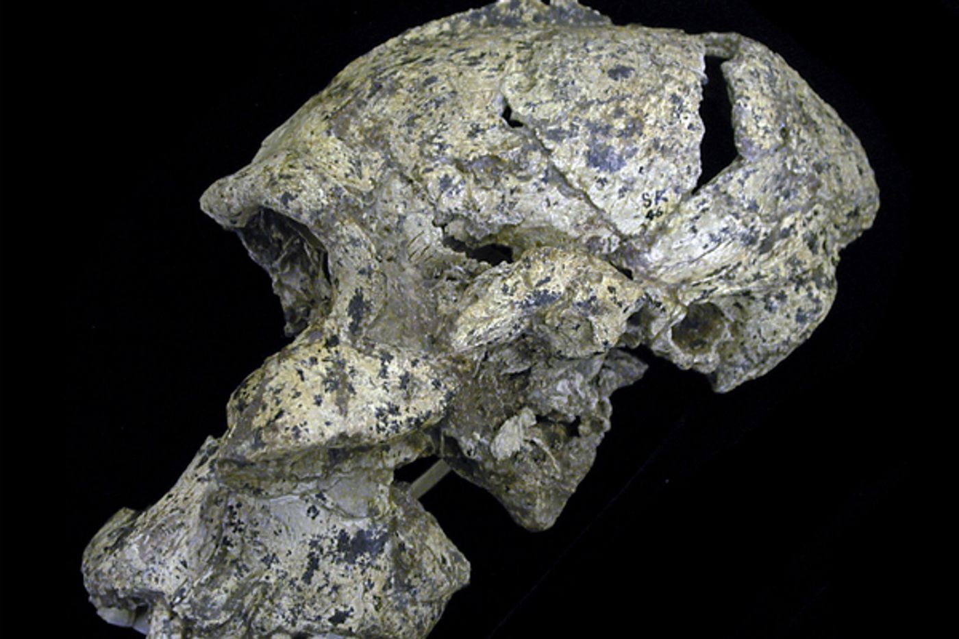 A partial skull used in mapping the ear structure of early humans