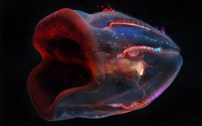This deep-sea ctenophore, or comb jelly, shows the dark red color typical of deep-sea species. / Credit:  Steve Haddock