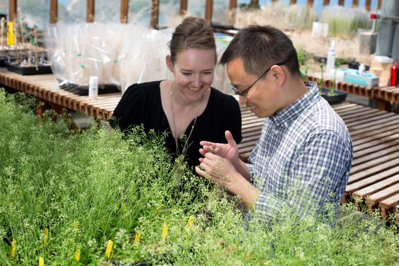 Salk Assistant Professor Julie Law and Research Associate Ming Zhou, pictured with their Arabidopsis thaliana plants in a Salk greenhouse. / Credit: Salk Institute