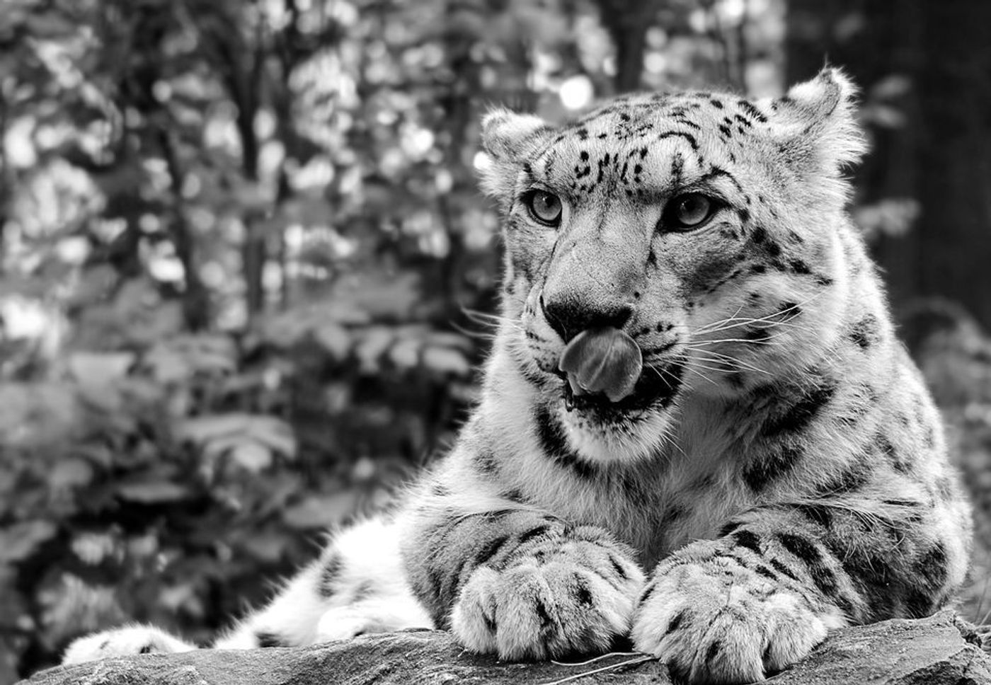 Hundreds of snow leopards being killed every year, report warns