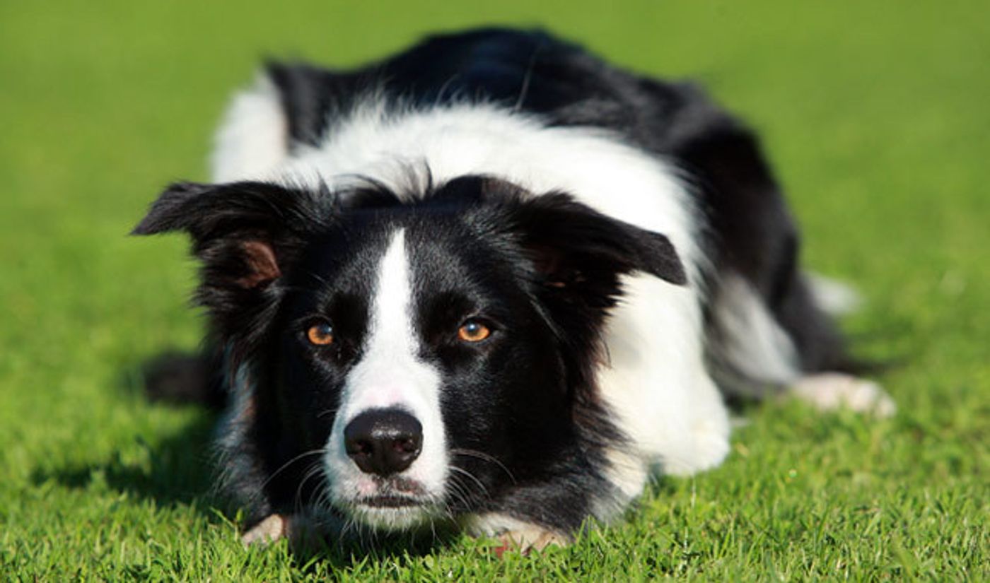 Are border collies more impulsive than labrador retrievers?