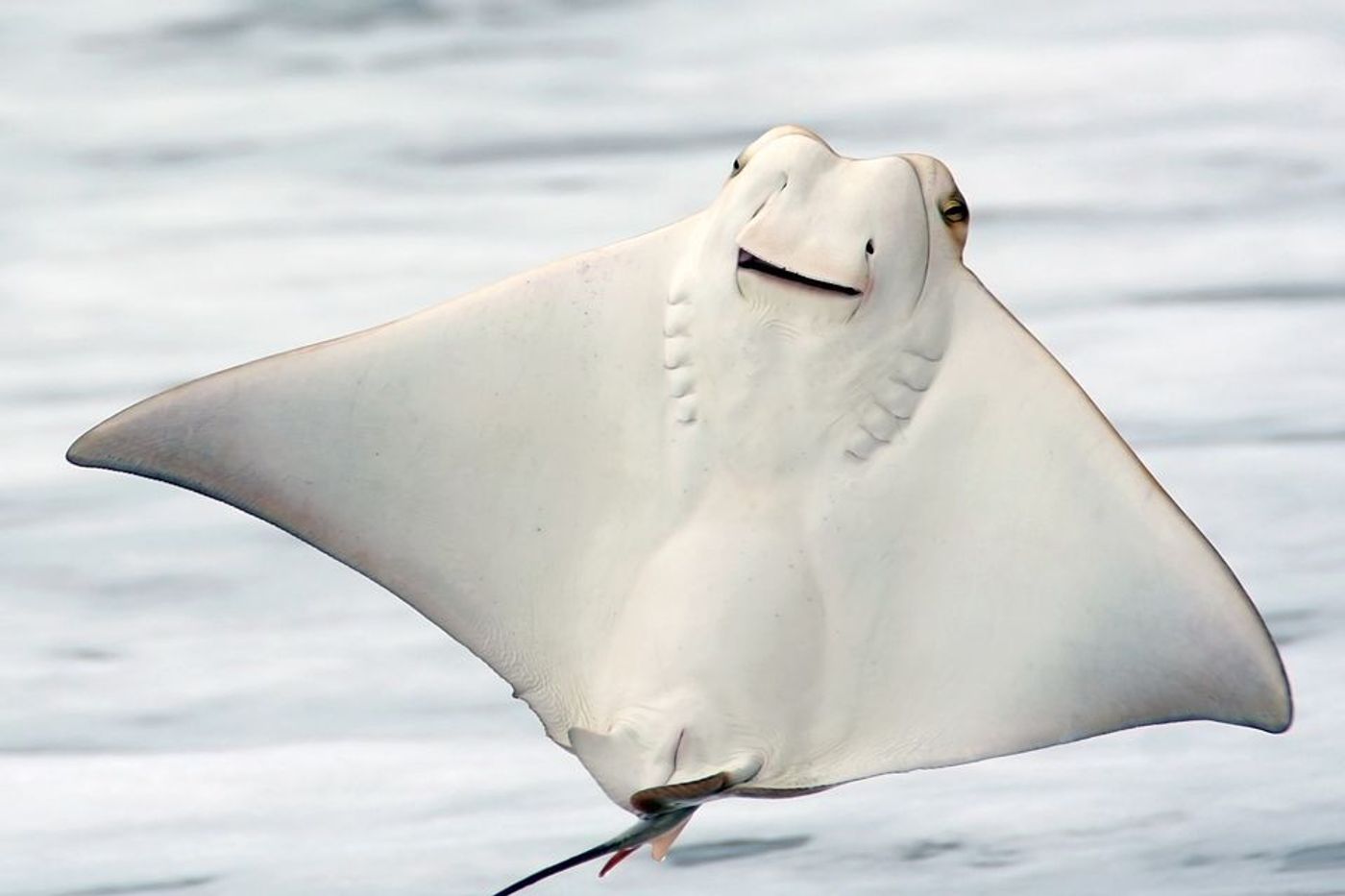 So it turns out that stingrays may actually chew their food, but not in the sense that you're used to when you think about the jaw motions you use while eating.