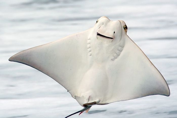 Stingrays Found to Chew Their Food Before Swallowing | Plants And Animals