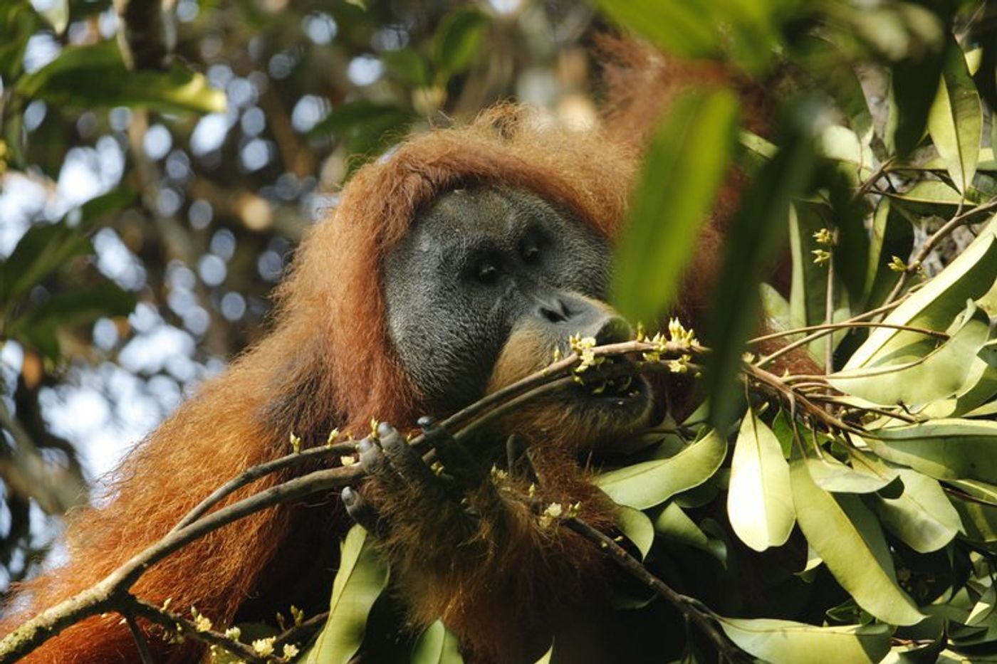 An adult male Tapanuli orangutan is pictured.
