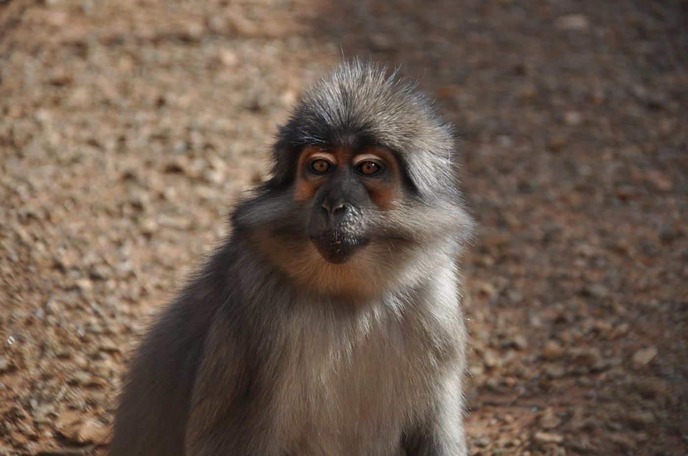 A sooty mangabey. Credit: Yerkes National Primate Research Center, Emory University