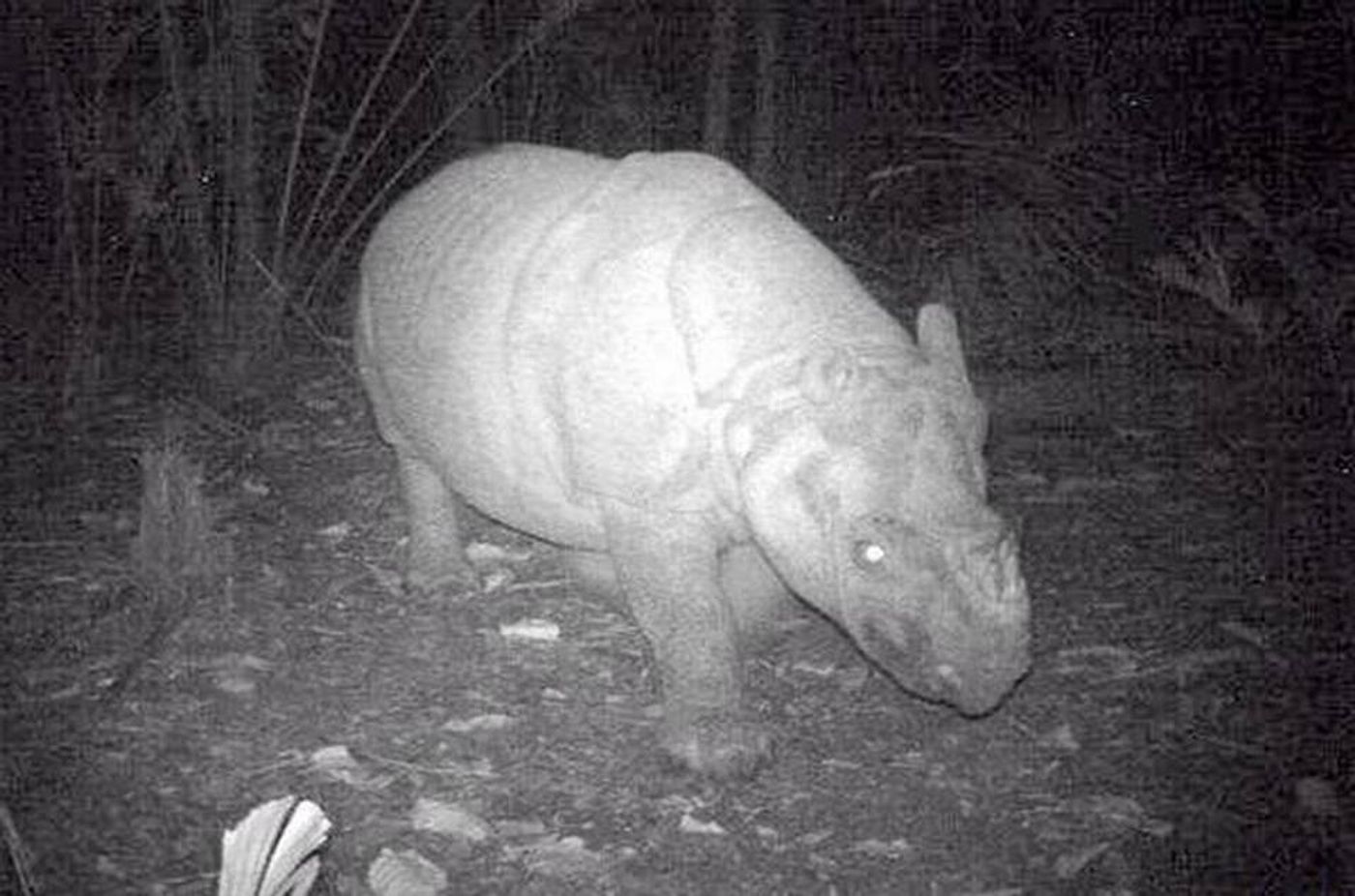 A night vision photograph of a Javan Rhino.