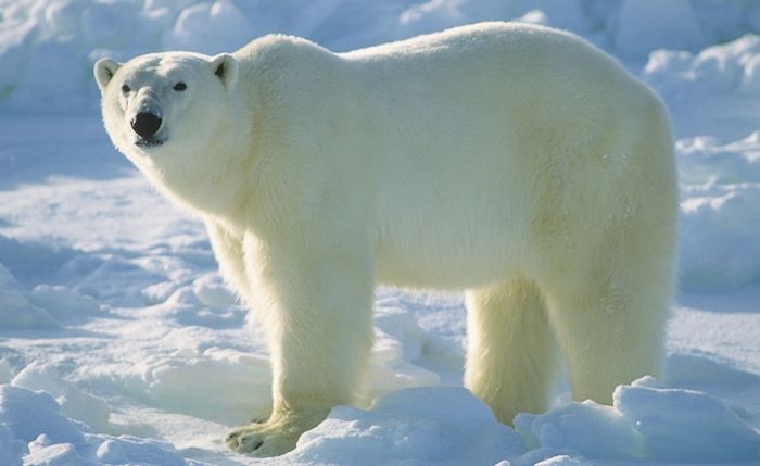Polar bears are in trouble as Arctic ice continues to thin out.