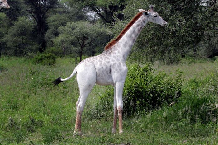 This is Omo, a white-colored giraffe. 