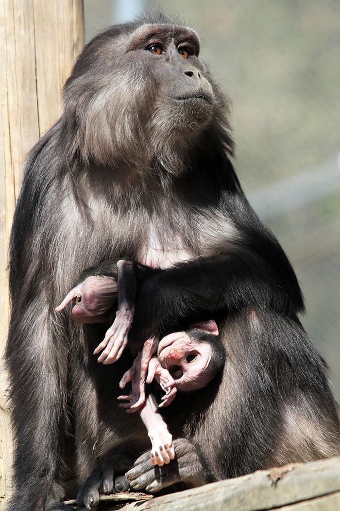 Meet Evalyne, the Tonkean macaque that ate the mummified corpse of her deceased baby.