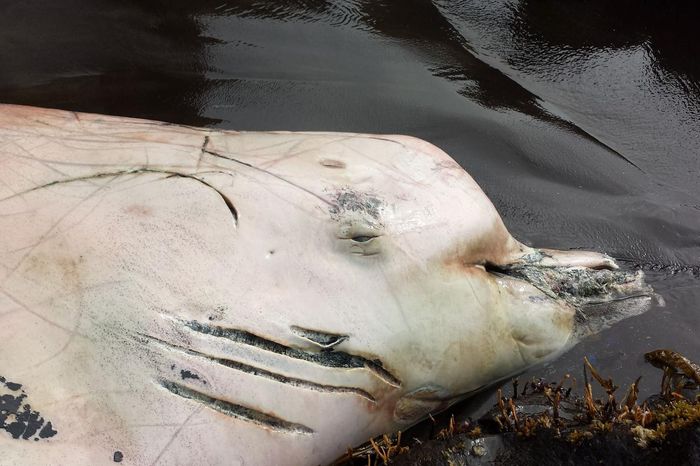A new species of whale, discovered in Alaska.