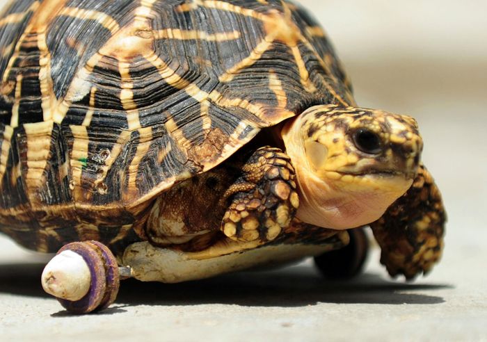 A female tortoise who lost her front right leg has been given her mobility back thanks to a set of wheels affixed to the bottom of her shell.