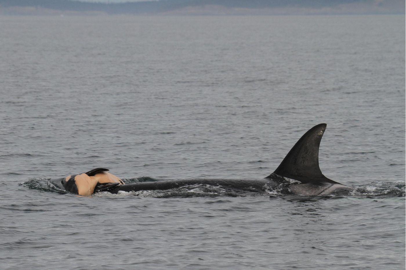 Whales appear to mourn their lost loved ones, just like people do. 