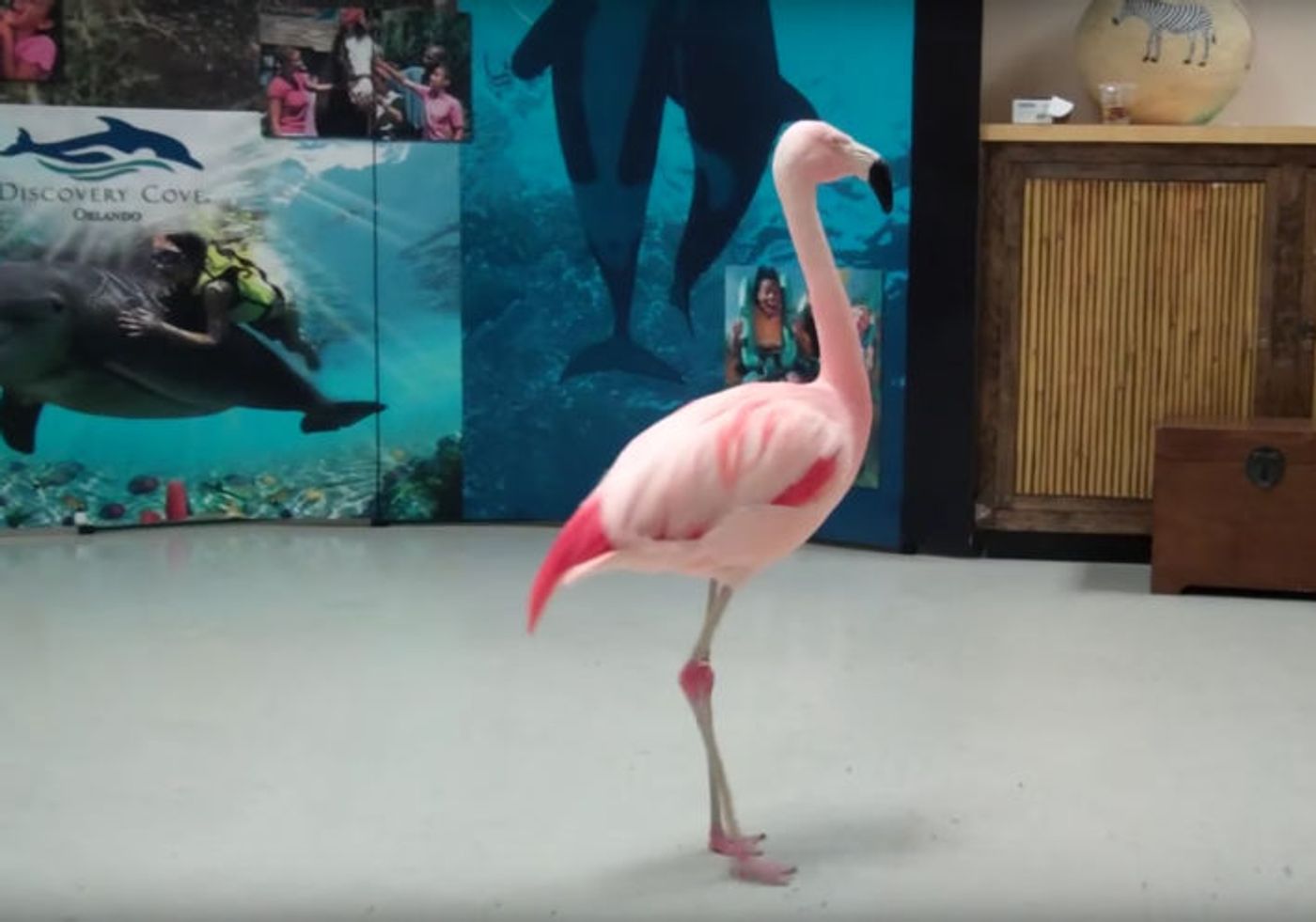 Florida Man Jailed After Lethally Attacking Flamingo at Bush Plants