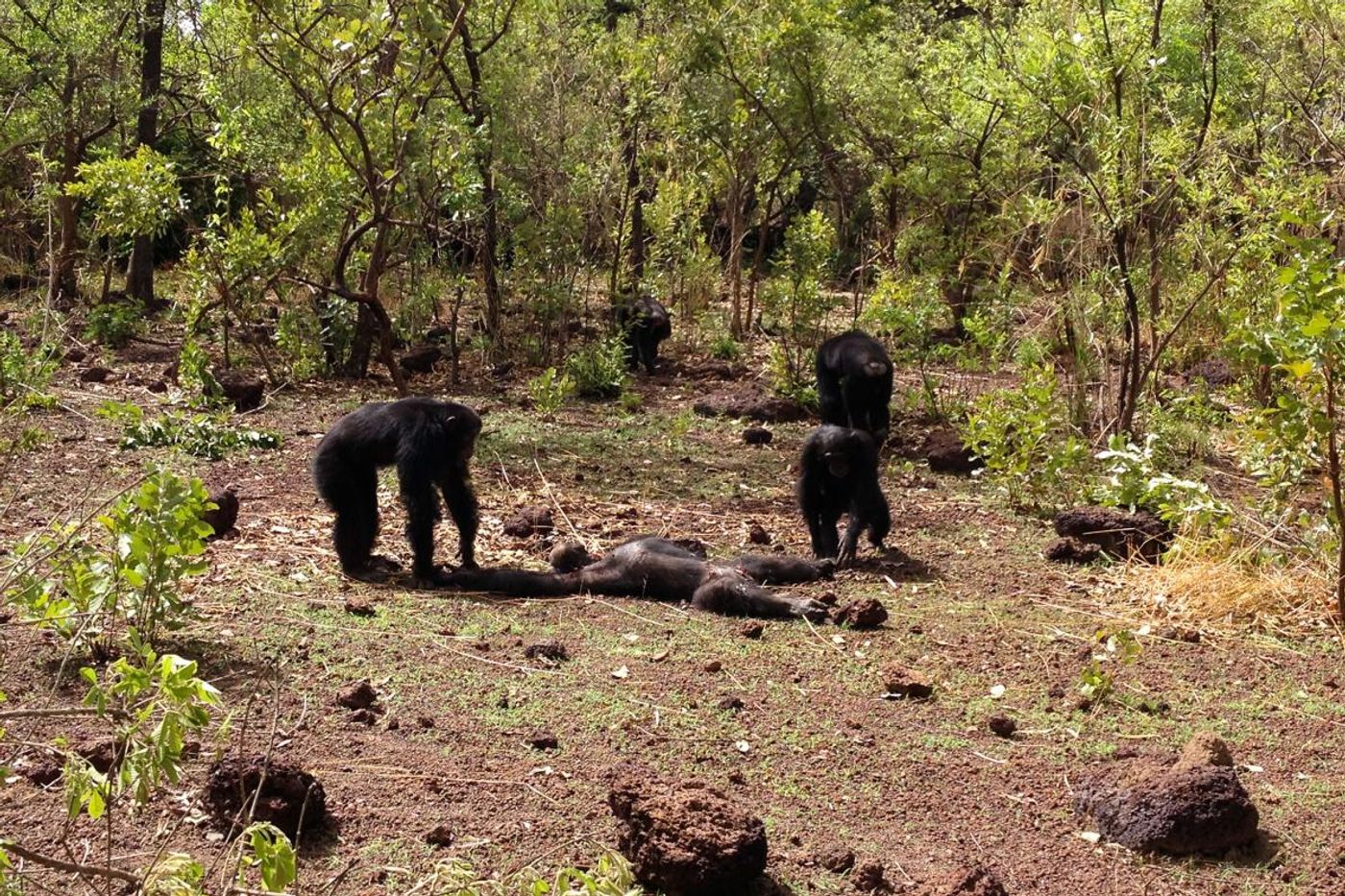 Chimpanzees attack their ex-tyrant Foudouko.