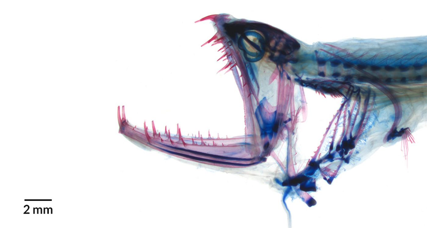 The dragonfish has a special joint in their heads that allows for extension for the jaw to open.
